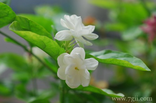 菲律宾的国花是什么？(图)