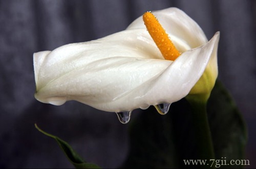 埃塞俄比亚的国花是什么?(图)