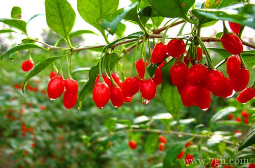 枸杞瘿螨病怎么治 枸杞瘿螨病的防治方法和注意事项(图)