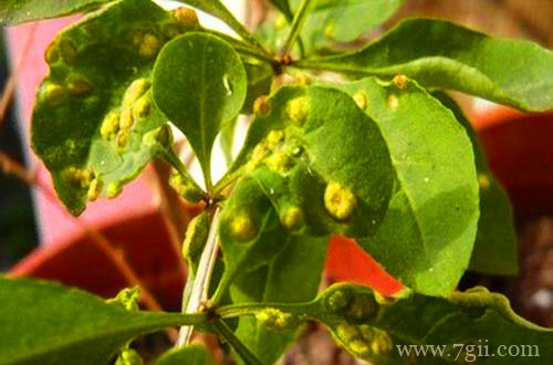 枸杞瘿螨病怎么治 枸杞瘿螨病的防治方法和注意事项(图)