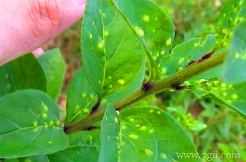 枸杞瘿螨病怎么治 枸杞瘿螨病的防治方法和注意事项(图)