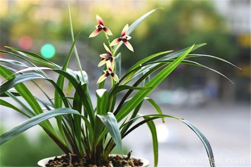 兰花是怎么配土的？坚持这点配土原则，配好合适的土壤不再是问题