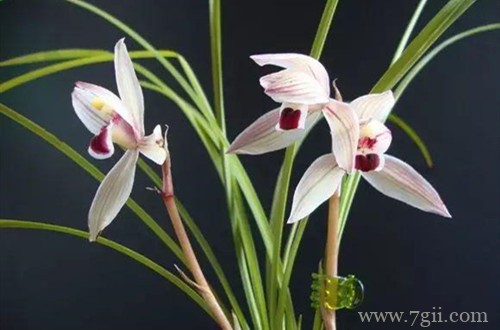 兰花是怎么配土的？坚持这点配土原则，配好合适的土壤不再是问题