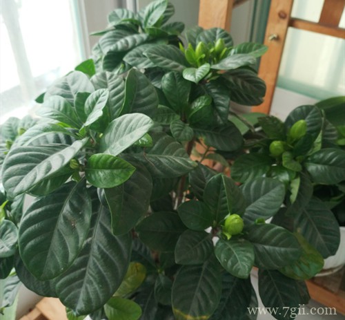 栀子花打花苞很久了，一直不开花，现在有点掉花苞和黄叶，咋办？