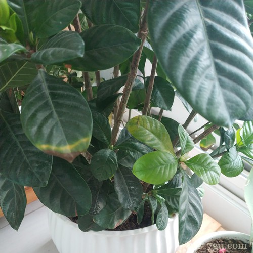 栀子花打花苞很久了，一直不开花，现在有点掉花苞和黄叶，咋办？