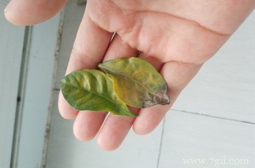 栀子花打花苞很久了，一直不开花，现在有点掉花苞和黄叶，咋办？