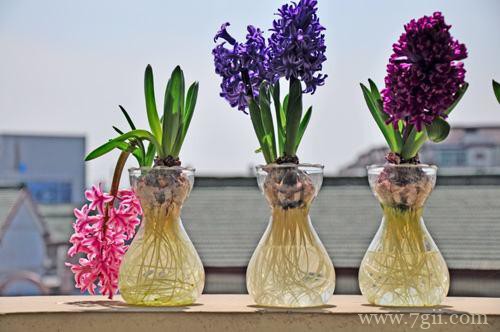 水培风信子的水需要多长时间换一次？