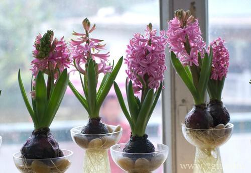 水培风信子的水需要多长时间换一次？