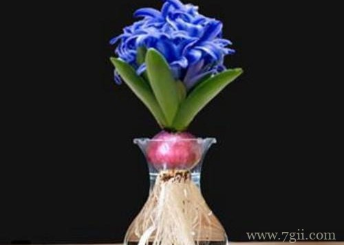 水培风信子的水需要多长时间换一次？