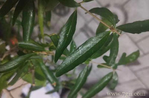 石榴树叶子出现黏黏的液体，是怎么回事？赶紧试试这些小方法！