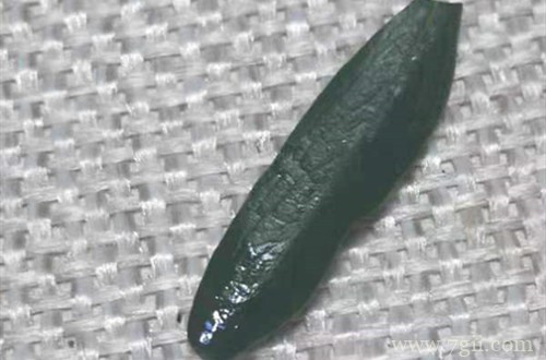 石榴树叶子出现黏黏的液体，是怎么回事？赶紧试试这些小方法！