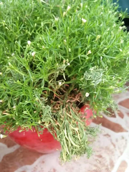 满天星枝条枯萎了怎么办？了解这四点原因，就能找到原因！