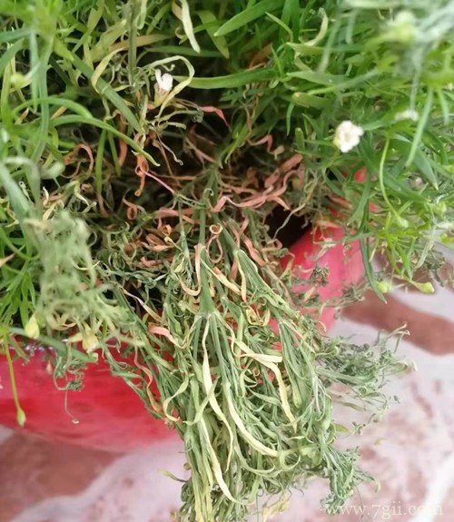 满天星枝条枯萎了怎么办？了解这四点原因，就能找到原因！