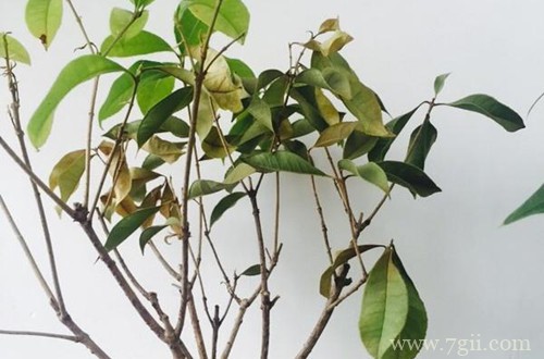 四季桂花叶子全掉了，能救回来吗？应该怎么补救？