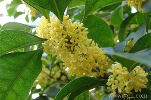 四季桂花叶子全掉了，能救回来吗？应该怎么补救？