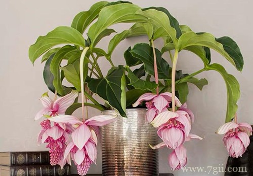 宝莲灯怎么养才能安全过冬？注意四点养护细节，安全过冬不是问题