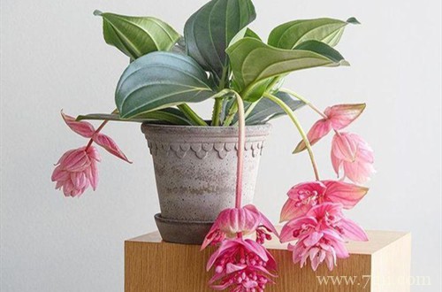 宝莲灯怎么养才能安全过冬？注意四点养护细节，安全过冬不是问题