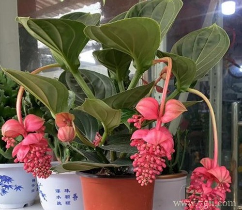 宝莲灯怎么养才能安全过冬？注意四点养护细节，安全过冬不是问题