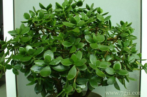 玉树冻的叶子掉了有救吗？别急，看看急救方法！