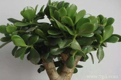 玉树冻的叶子掉了有救吗？别急，看看急救方法！