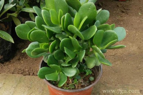 玉树冻的叶子掉了有救吗？别急，看看急救方法！