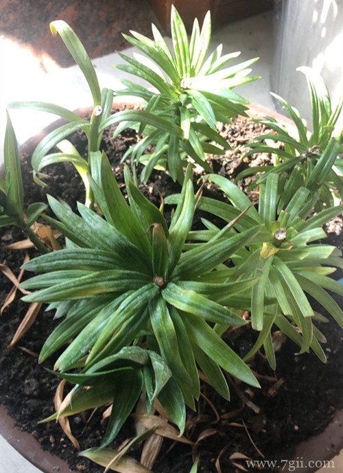 百合花冬天怎么养？做好养护工作，有利于第二年生长和开花！