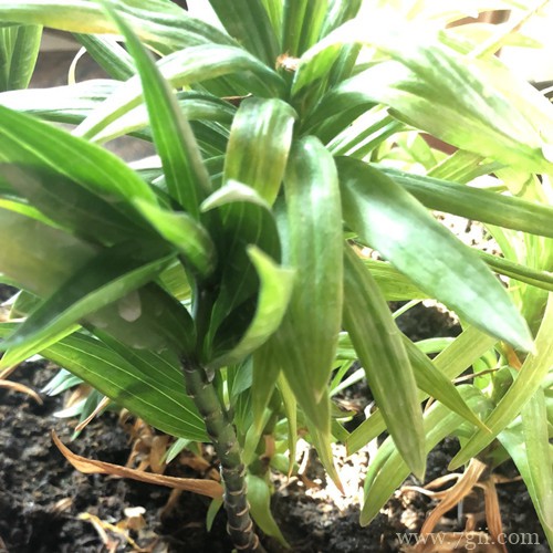 百合花冬天怎么养？做好养护工作，有利于第二年生长和开花！