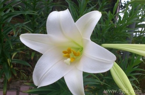 百合花冬天怎么养？做好养护工作，有利于第二年生长和开花！