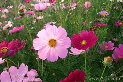 波斯菊黄叶怎么办？注意这五点原因，问题就能解决！