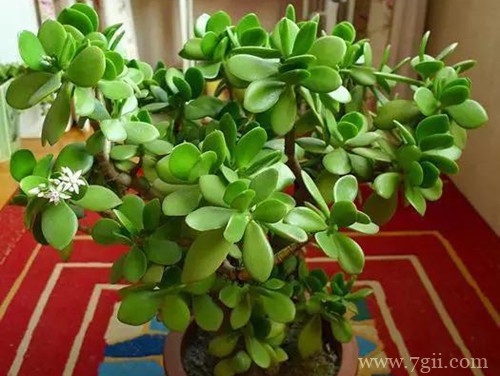 玉树冬天怎么养？注意这几个过冬养护方法，安全过冬不是问题！