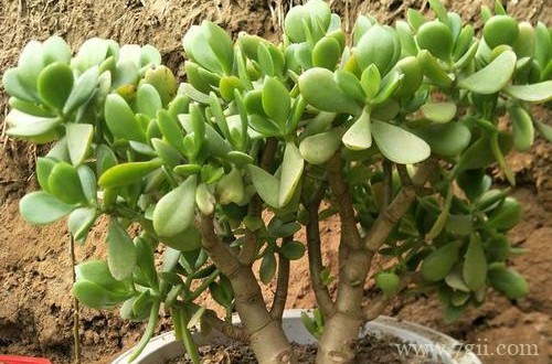 玉树冬天怎么养？注意这几个过冬养护方法，安全过冬不是问题！