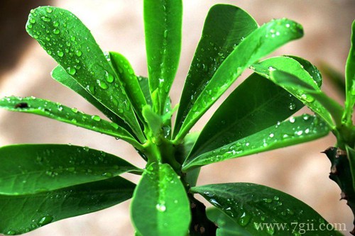 霸王鞭怎么施肥？用什么肥料？千万别错过这两季节！