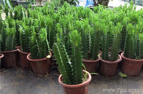 霸王鞭怎么施肥？用什么肥料？千万别错过这两季节！