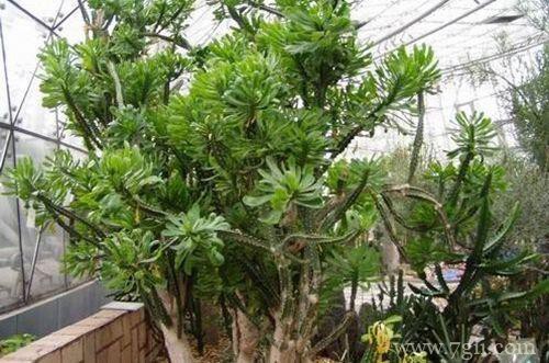 霸王鞭怎么施肥？用什么肥料？千万别错过这两季节！