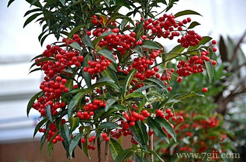 富贵子叶子发黄是什么原因？受这五个原因影响，及时对症下药！