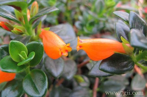 金鱼吊兰叶子发黄是怎么回事？处理及时，植株迅速恢复！