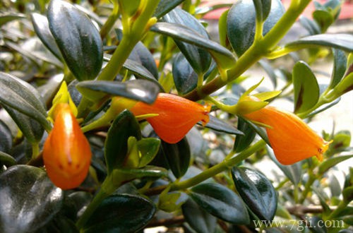 金鱼吊兰叶子发黄是怎么回事？处理及时，植株迅速恢复！