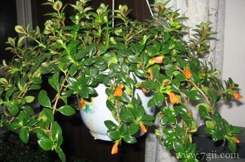 金鱼吊兰叶子发黄是怎么回事？处理及时，植株迅速恢复！