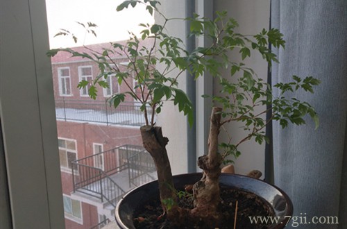 黄荆盆景怎么修剪好？做好这些工作，就能让盆景更加的美观！