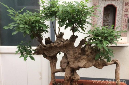 黄荆盆景怎么修剪好？做好这些工作，就能让盆景更加的美观！