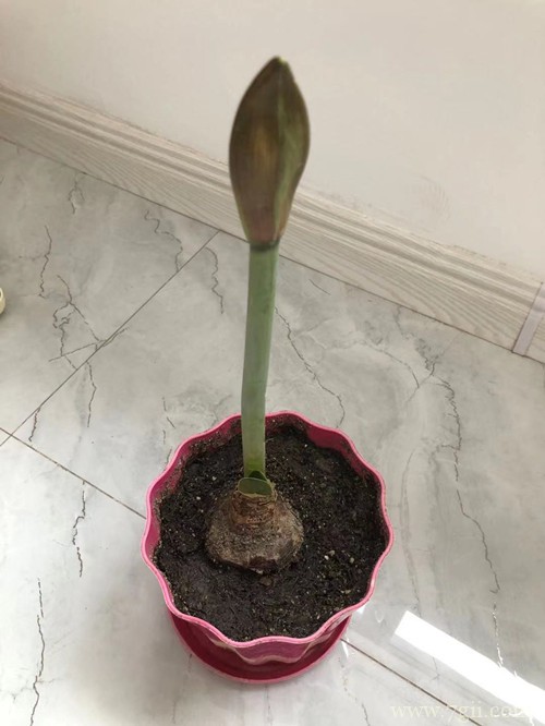 朱顶红要这样养，就能开得又大又艳！