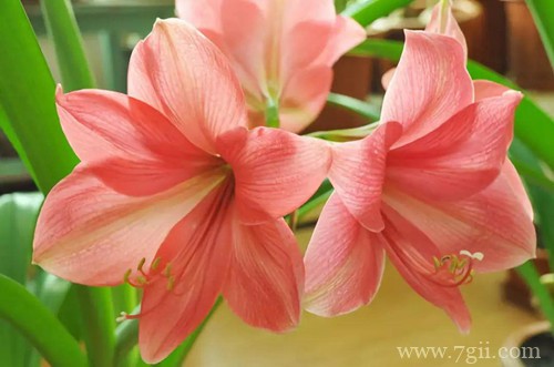 朱顶红要这样养，就能开得又大又艳！