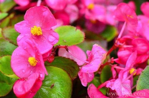 四季海棠掉花苞是什么原因？注意日常养护，避免掉花苞现象！