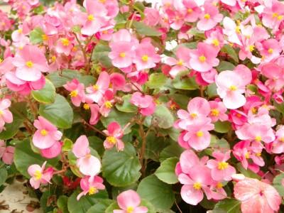 四季海棠掉花苞是什么原因？注意日常养护，避免掉花苞现象！