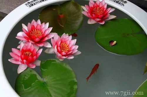睡莲什么时候可以翻盆？把握好最佳翻盆时机，可以一盆变几盆！