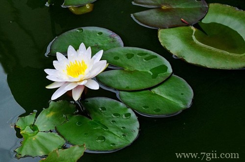 睡莲什么时候可以翻盆？把握好最佳翻盆时机，可以一盆变几盆！