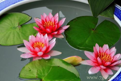 睡莲什么时候可以翻盆？把握好最佳翻盆时机，可以一盆变几盆！