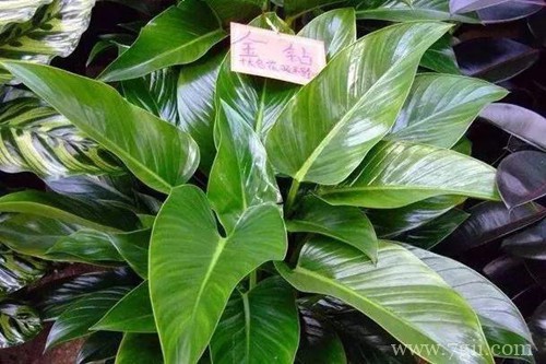 金钻长出的叶子老是卷的,不知何故 ?怎么救?