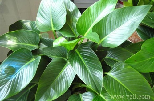 金钻长出的叶子老是卷的,不知何故 ?怎么救?