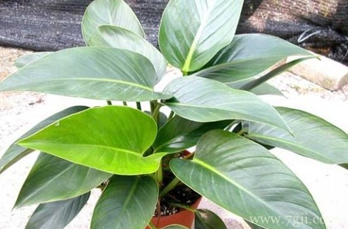 金钻长出的叶子老是卷的,不知何故 ?怎么救?